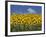 Sunflowers in Tuscany, Italy, Europe-Angelo Cavalli-Framed Photographic Print