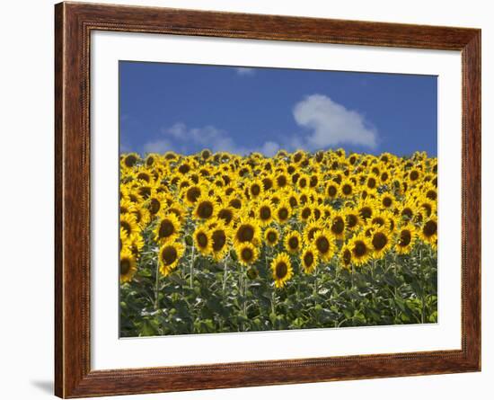 Sunflowers in Tuscany, Italy, Europe-Angelo Cavalli-Framed Photographic Print