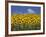 Sunflowers in Tuscany, Italy, Europe-Angelo Cavalli-Framed Photographic Print