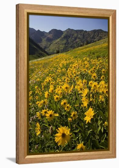 Sunflowers Meadow, Little Cottonwood Canyon, Albion Basin, Utah, USA-Charles Gurche-Framed Premier Image Canvas