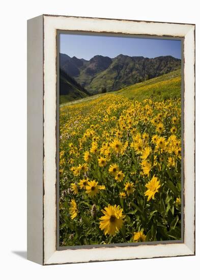 Sunflowers Meadow, Little Cottonwood Canyon, Albion Basin, Utah, USA-Charles Gurche-Framed Premier Image Canvas