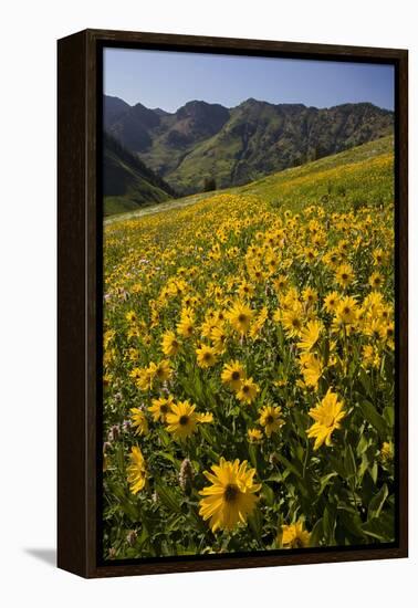 Sunflowers Meadow, Little Cottonwood Canyon, Albion Basin, Utah, USA-Charles Gurche-Framed Premier Image Canvas