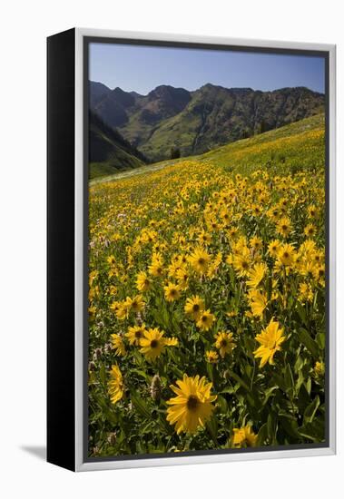Sunflowers Meadow, Little Cottonwood Canyon, Albion Basin, Utah, USA-Charles Gurche-Framed Premier Image Canvas