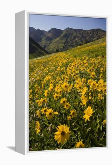 Sunflowers Meadow, Little Cottonwood Canyon, Albion Basin, Utah, USA-Charles Gurche-Framed Premier Image Canvas