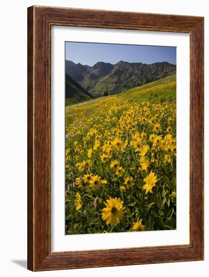 Sunflowers Meadow, Little Cottonwood Canyon, Albion Basin, Utah, USA-Charles Gurche-Framed Premium Photographic Print