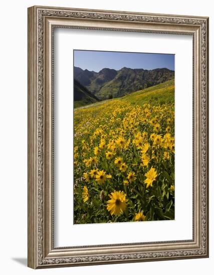 Sunflowers Meadow, Little Cottonwood Canyon, Albion Basin, Utah, USA-Charles Gurche-Framed Premium Photographic Print