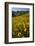 Sunflowers Meadow, Little Cottonwood Canyon, Albion Basin, Utah, USA-Charles Gurche-Framed Premium Photographic Print