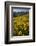 Sunflowers Meadow, Little Cottonwood Canyon, Albion Basin, Utah, USA-Charles Gurche-Framed Premium Photographic Print