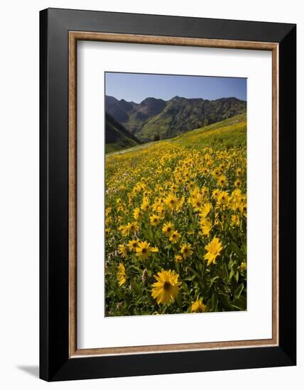 Sunflowers Meadow, Little Cottonwood Canyon, Albion Basin, Utah, USA-Charles Gurche-Framed Premium Photographic Print