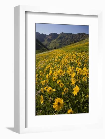 Sunflowers Meadow, Little Cottonwood Canyon, Albion Basin, Utah, USA-Charles Gurche-Framed Premium Photographic Print