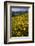 Sunflowers Meadow, Little Cottonwood Canyon, Albion Basin, Utah, USA-Charles Gurche-Framed Premium Photographic Print