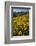 Sunflowers Meadow, Little Cottonwood Canyon, Albion Basin, Utah, USA-Charles Gurche-Framed Photographic Print