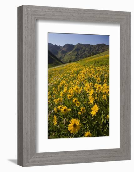 Sunflowers Meadow, Little Cottonwood Canyon, Albion Basin, Utah, USA-Charles Gurche-Framed Photographic Print