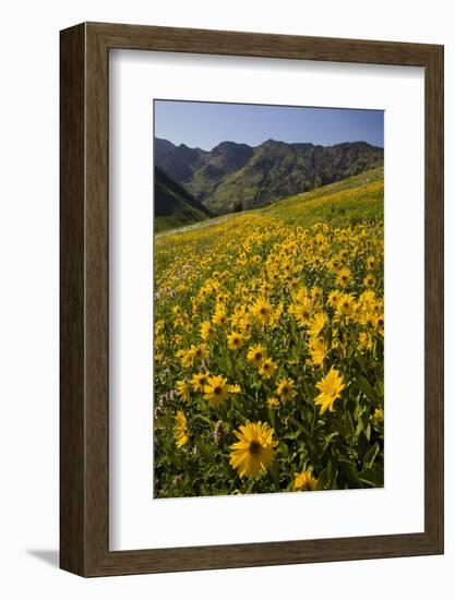 Sunflowers Meadow, Little Cottonwood Canyon, Albion Basin, Utah, USA-Charles Gurche-Framed Photographic Print