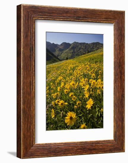 Sunflowers Meadow, Little Cottonwood Canyon, Albion Basin, Utah, USA-Charles Gurche-Framed Photographic Print