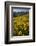 Sunflowers Meadow, Little Cottonwood Canyon, Albion Basin, Utah, USA-Charles Gurche-Framed Photographic Print