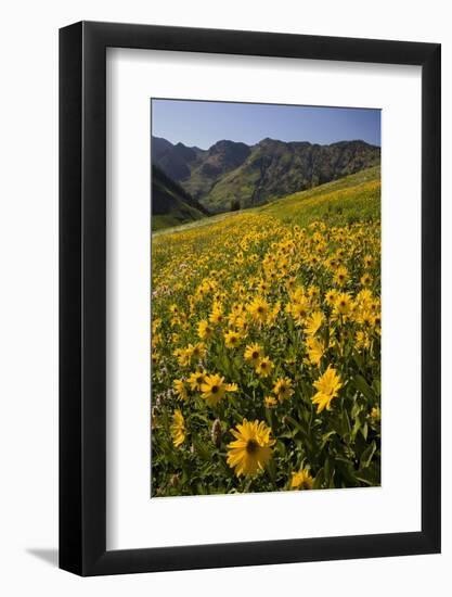 Sunflowers Meadow, Little Cottonwood Canyon, Albion Basin, Utah, USA-Charles Gurche-Framed Photographic Print