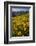 Sunflowers Meadow, Little Cottonwood Canyon, Albion Basin, Utah, USA-Charles Gurche-Framed Photographic Print