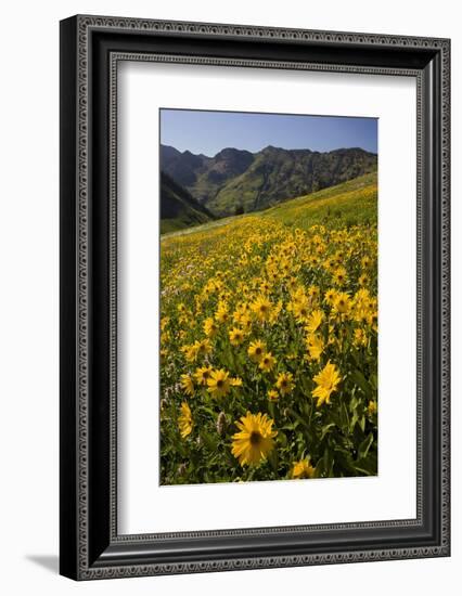 Sunflowers Meadow, Little Cottonwood Canyon, Albion Basin, Utah, USA-Charles Gurche-Framed Photographic Print