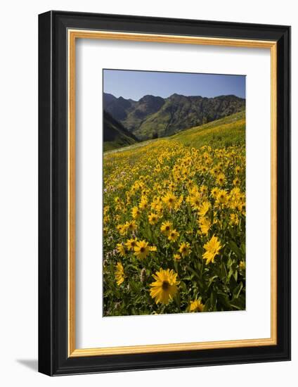 Sunflowers Meadow, Little Cottonwood Canyon, Albion Basin, Utah, USA-Charles Gurche-Framed Photographic Print