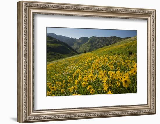 Sunflowers Meadow, Little Cottonwood Canyon, Utah, USA-Charles Gurche-Framed Photographic Print