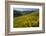 Sunflowers Meadow, Little Cottonwood Canyon, Utah, USA-Charles Gurche-Framed Photographic Print