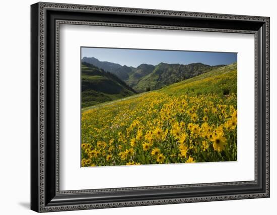 Sunflowers Meadow, Little Cottonwood Canyon, Utah, USA-Charles Gurche-Framed Photographic Print