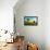 Sunflowers, Near Chalabre, Aude, France, Europe-James Strachan-Framed Premier Image Canvas displayed on a wall