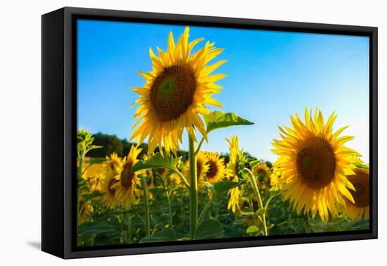 Sunflowers, Near Chalabre, Aude, France, Europe-James Strachan-Framed Premier Image Canvas