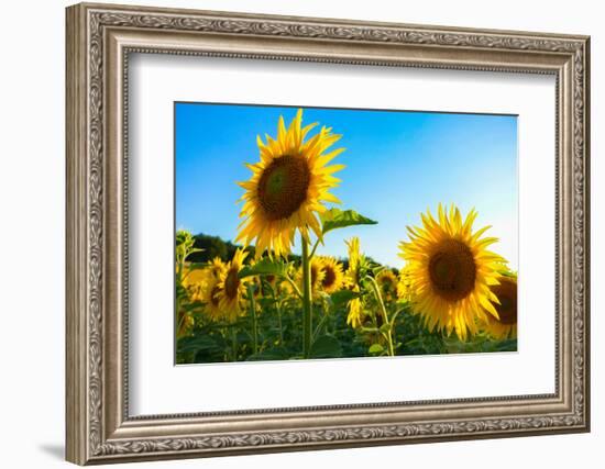 Sunflowers, Near Chalabre, Aude, France, Europe-James Strachan-Framed Photographic Print