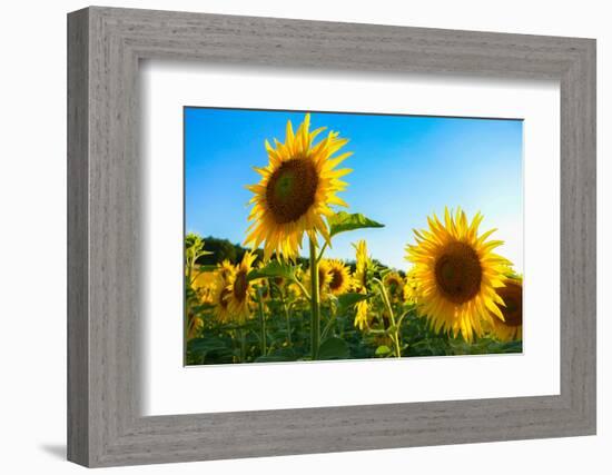 Sunflowers, Near Chalabre, Aude, France, Europe-James Strachan-Framed Photographic Print