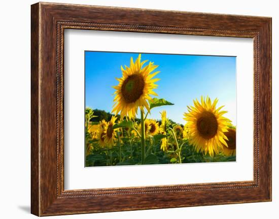 Sunflowers, Near Chalabre, Aude, France, Europe-James Strachan-Framed Photographic Print