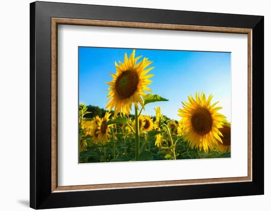 Sunflowers, Near Chalabre, Aude, France, Europe-James Strachan-Framed Photographic Print