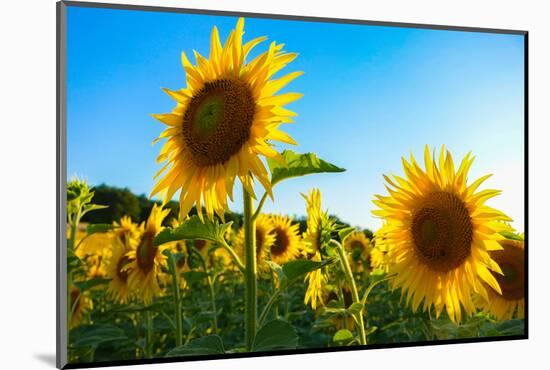 Sunflowers, Near Chalabre, Aude, France, Europe-James Strachan-Mounted Photographic Print