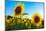 Sunflowers, Near Chalabre, Aude, France, Europe-James Strachan-Mounted Photographic Print