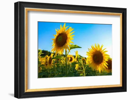 Sunflowers, Near Chalabre, Aude, France, Europe-James Strachan-Framed Photographic Print