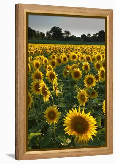 Sunflowers, Near Chalabre, Aude, France, Europe-James Strachan-Framed Premier Image Canvas