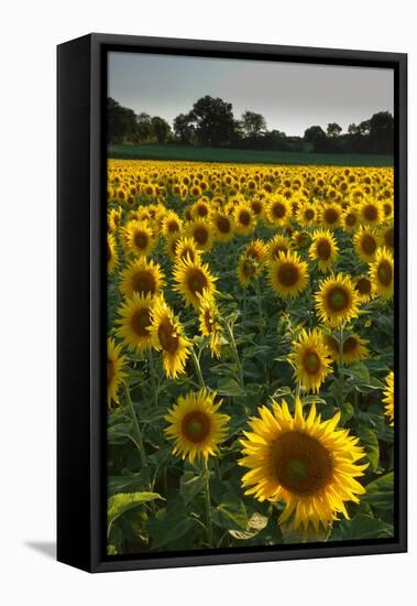 Sunflowers, Near Chalabre, Aude, France, Europe-James Strachan-Framed Premier Image Canvas