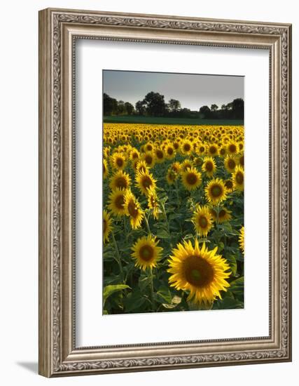 Sunflowers, Near Chalabre, Aude, France, Europe-James Strachan-Framed Photographic Print
