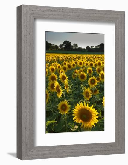 Sunflowers, Near Chalabre, Aude, France, Europe-James Strachan-Framed Photographic Print