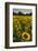 Sunflowers, Near Chalabre, Aude, France, Europe-James Strachan-Framed Photographic Print