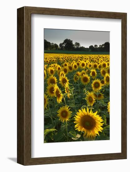 Sunflowers, Near Chalabre, Aude, France, Europe-James Strachan-Framed Photographic Print