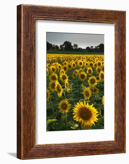 Sunflowers, Near Chalabre, Aude, France, Europe-James Strachan-Framed Photographic Print