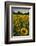 Sunflowers, Near Chalabre, Aude, France, Europe-James Strachan-Framed Photographic Print