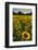 Sunflowers, Near Chalabre, Aude, France, Europe-James Strachan-Framed Photographic Print