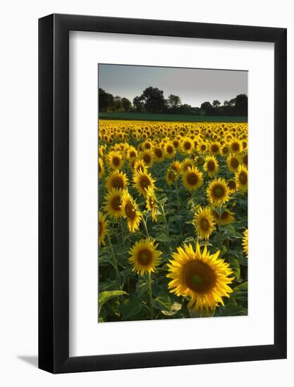 Sunflowers, Near Chalabre, Aude, France, Europe-James Strachan-Framed Photographic Print