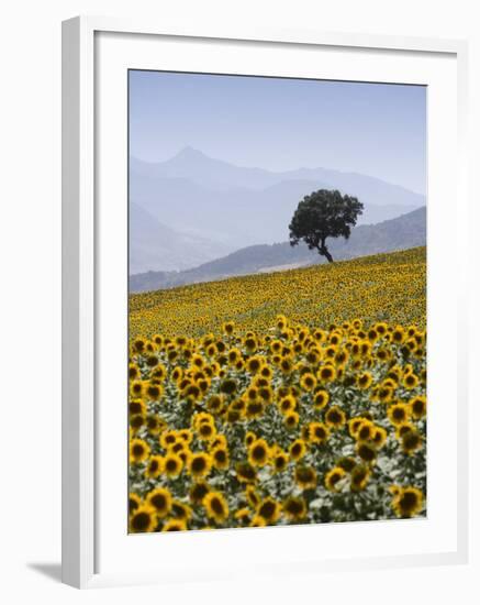 Sunflowers, Near Ronda, Andalucia, Spain, Europe-Mark Banks-Framed Photographic Print