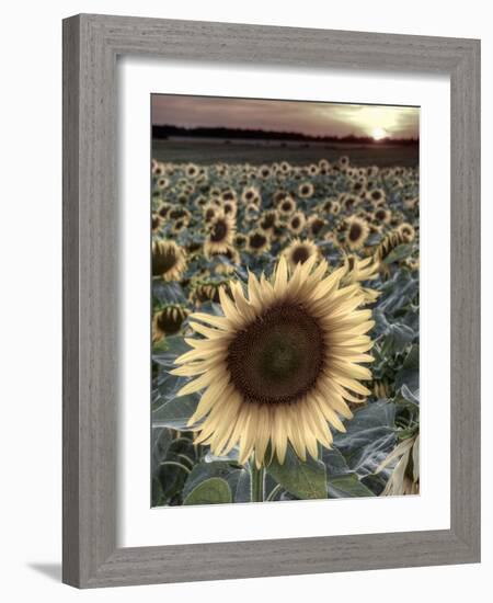 Sunflowers, Norfolk, England, Uk-Alan Copson-Framed Photographic Print