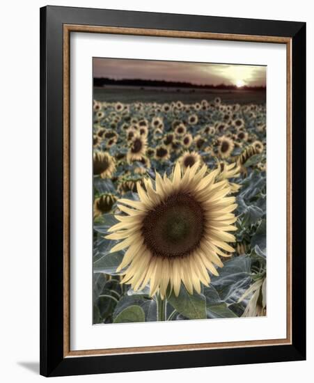 Sunflowers, Norfolk, England, Uk-Alan Copson-Framed Photographic Print