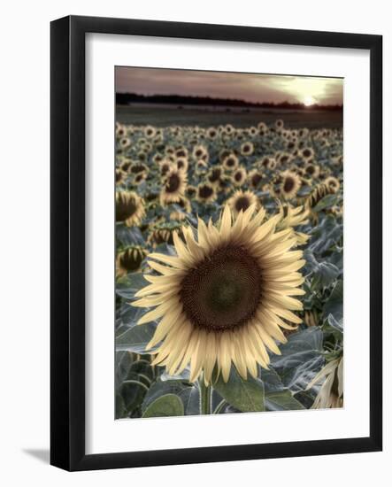 Sunflowers, Norfolk, England, Uk-Alan Copson-Framed Photographic Print